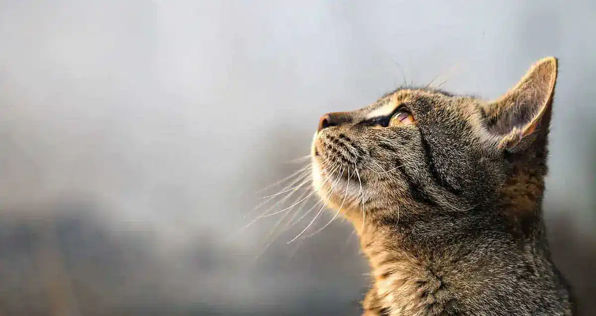 A cat looking up
