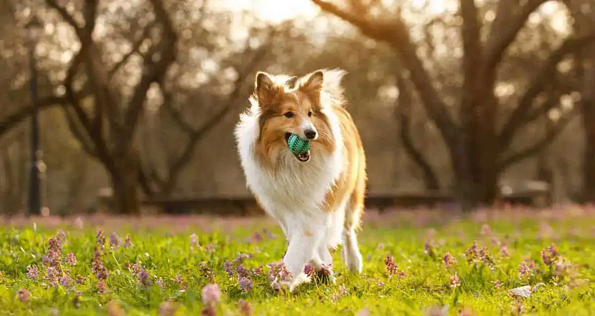 A dog on grass
