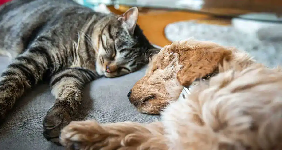 A cat and dog sleeping
