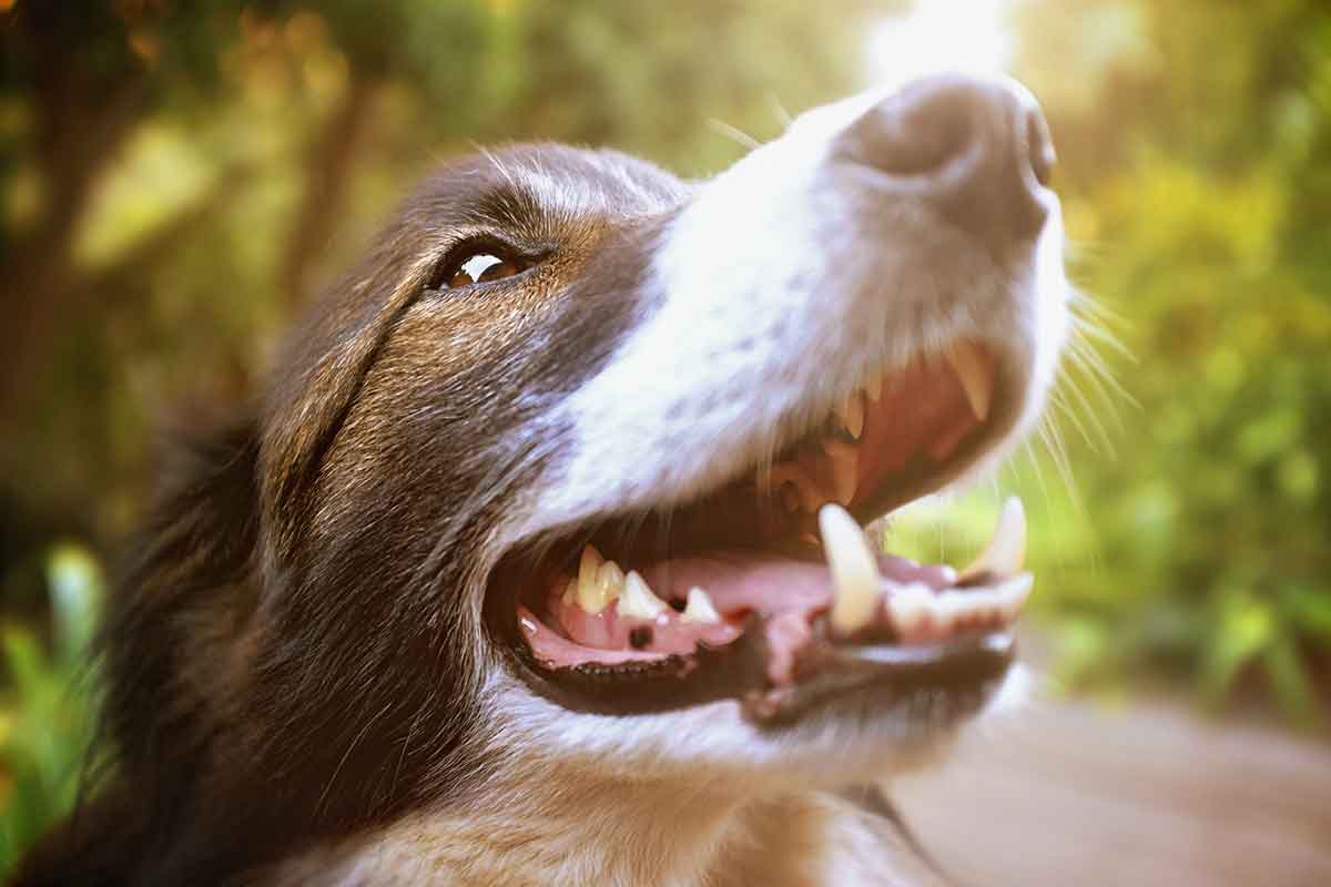 A happy dog A happy dog