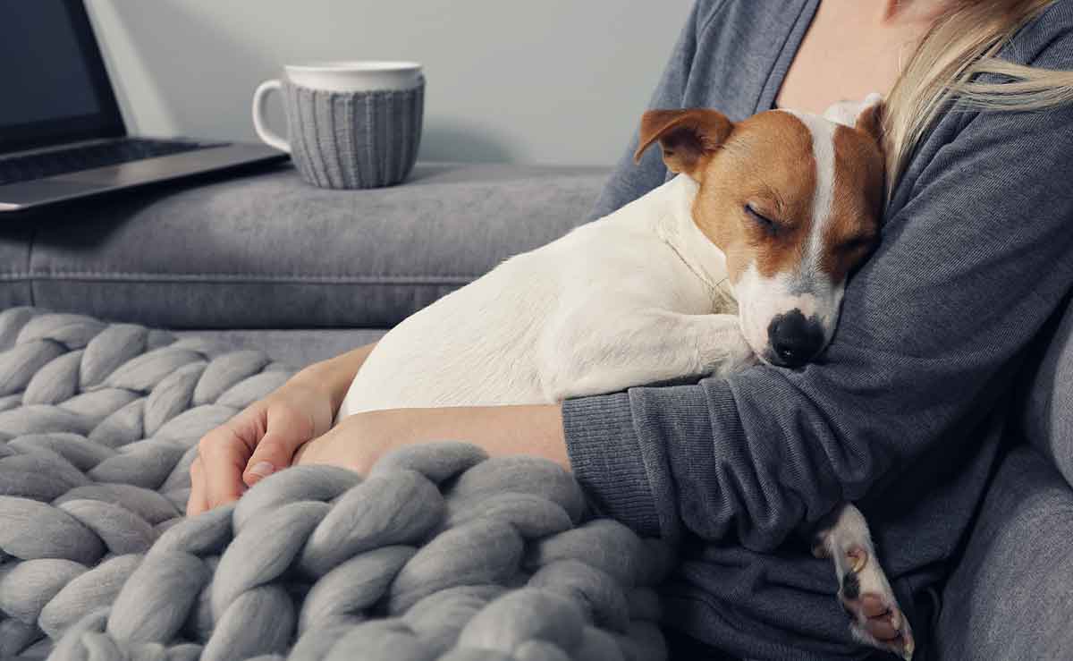 Dog sleeping on woman's lap Dog sleeping on woman's lap