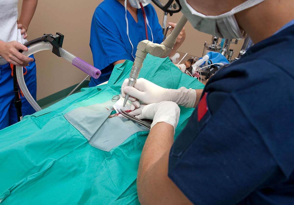 Dog receiving laser treatment Dog receiving laser treatment