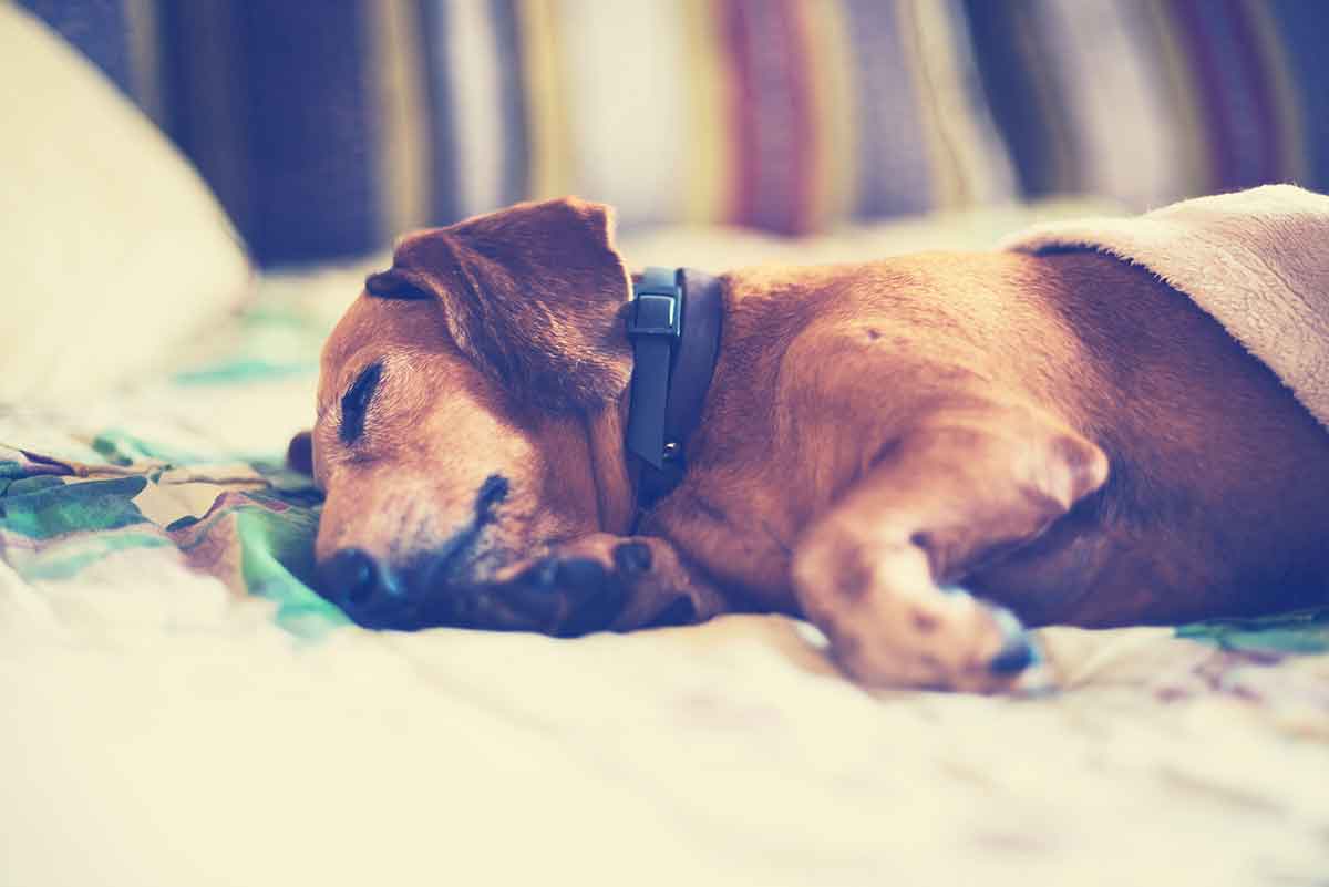 A dog sleeping on a bed A dog sleeping on a bed