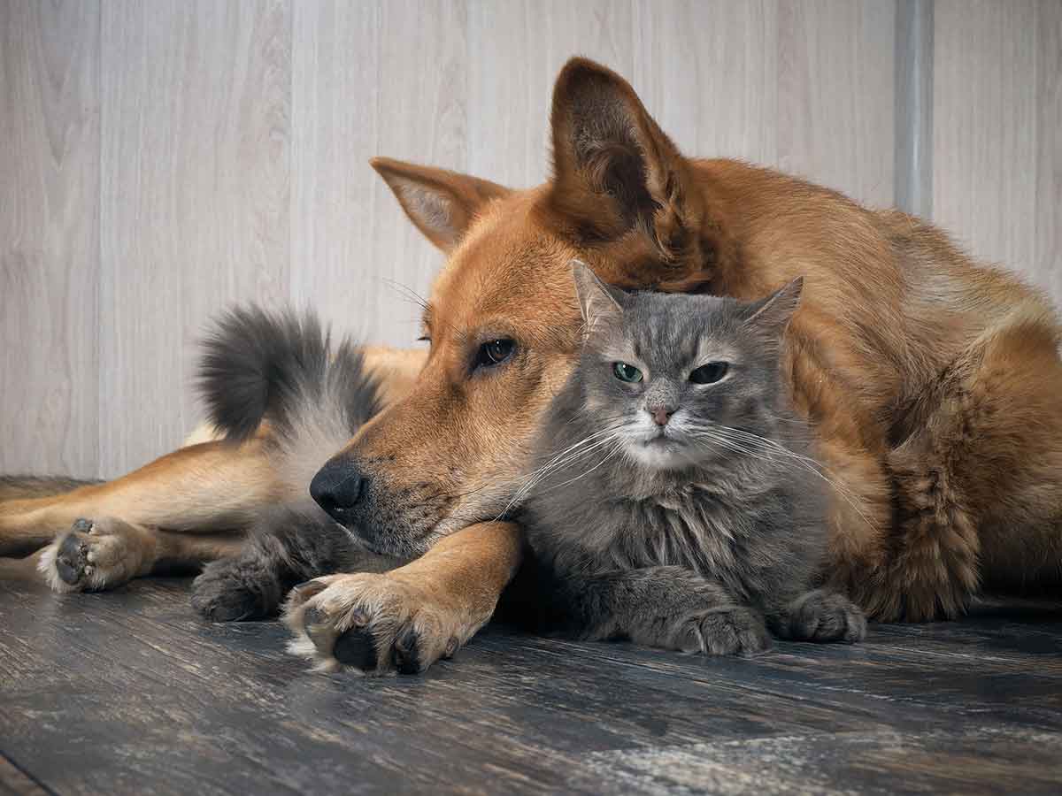 An orange dog and gray cat laying down with each other